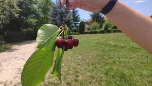 Стан «підвішеності»